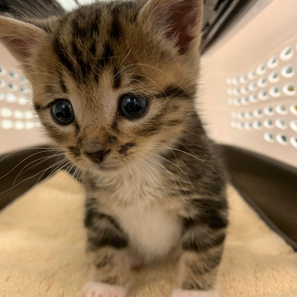 Meet your Posher - Picture 1 of 1